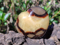 Polished Fossilized Septerye Hearts x 6 From Mahajanga, Madagascar