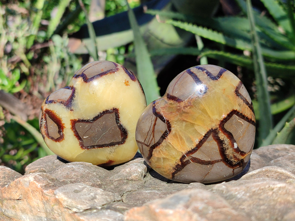Polished Fossilized Septerye Hearts x 6 From Mahajanga, Madagascar - Toprock Gemstones and Minerals 