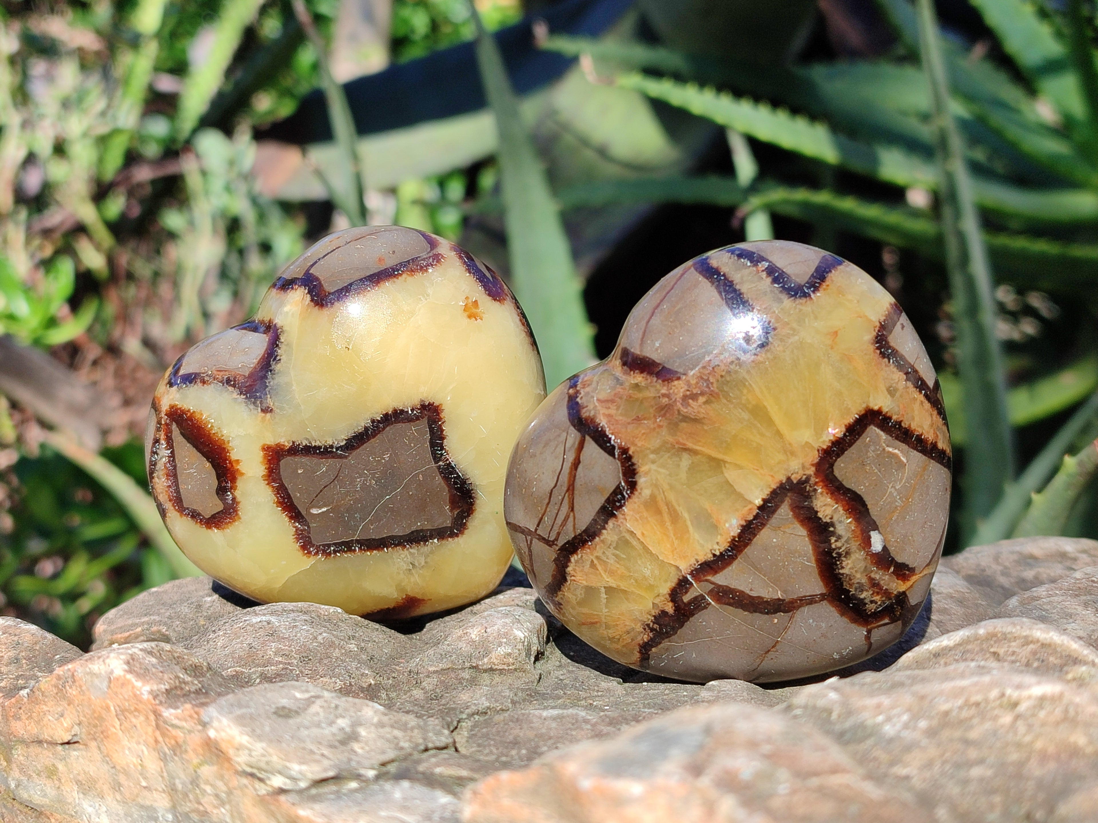 Polished Fossilized Septerye Hearts x 6 From Mahajanga, Madagascar - Toprock Gemstones and Minerals 