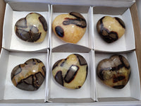 Polished Fossilized Septerye Hearts x 6 From Mahajanga, Madagascar