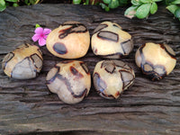 Polished Fossilized Septerye Hearts x 6 From Mahajanga, Madagascar