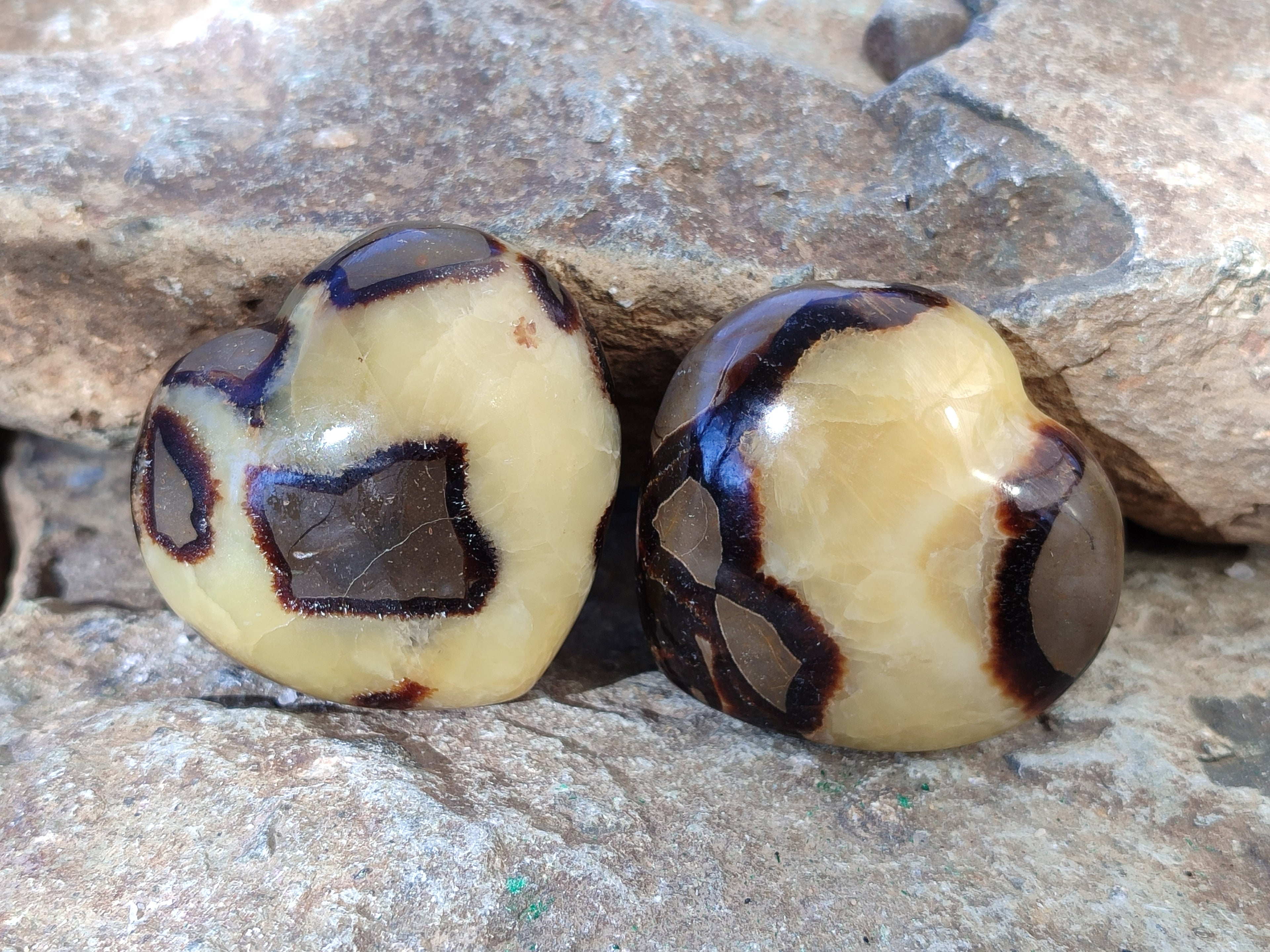 Polished Fossilized Septerye Hearts x 6 From Mahajanga, Madagascar - Toprock Gemstones and Minerals 