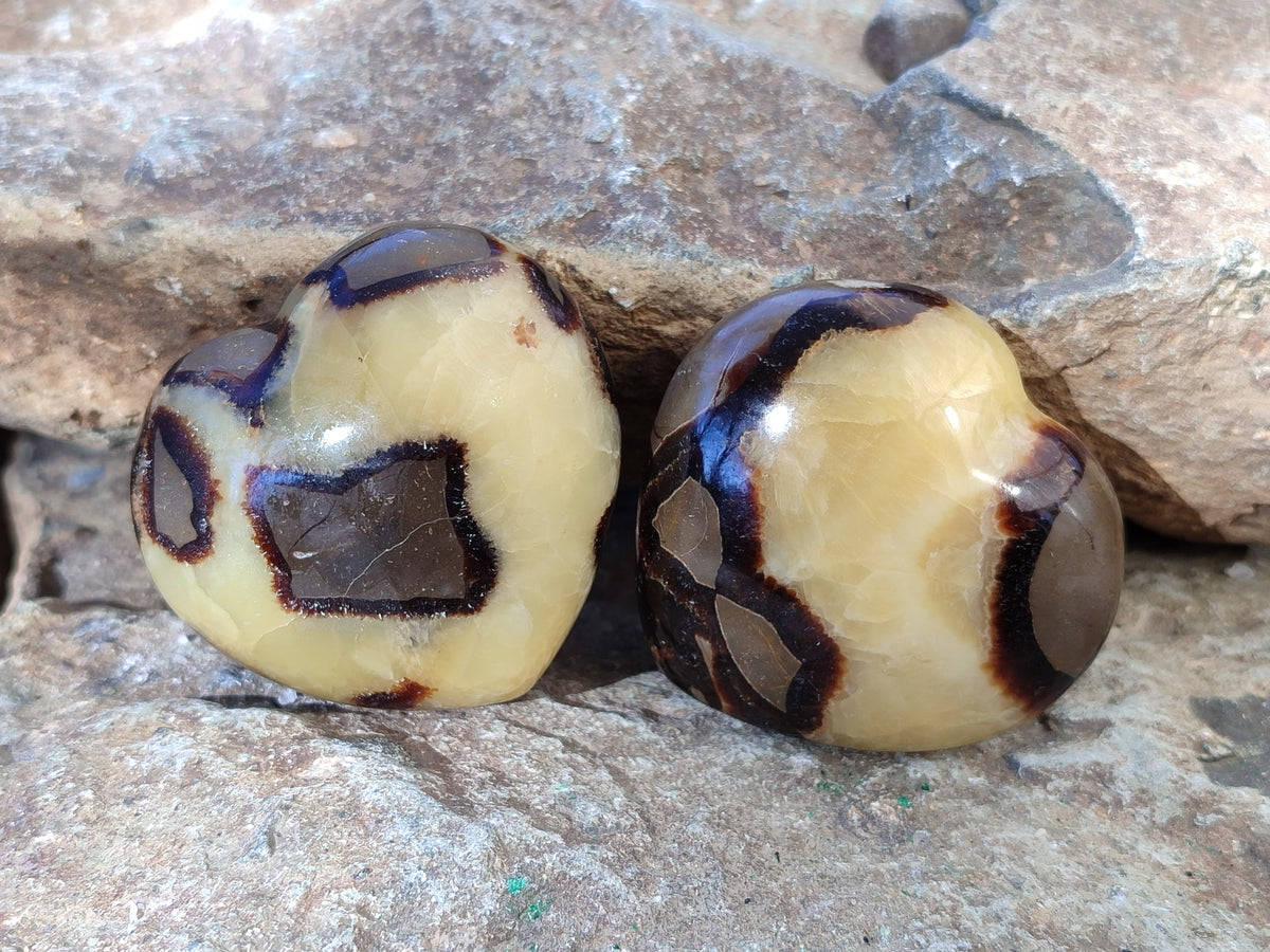Polished Fossilized Septerye Hearts x 6 From Mahajanga, Madagascar - Toprock Gemstones and Minerals 
