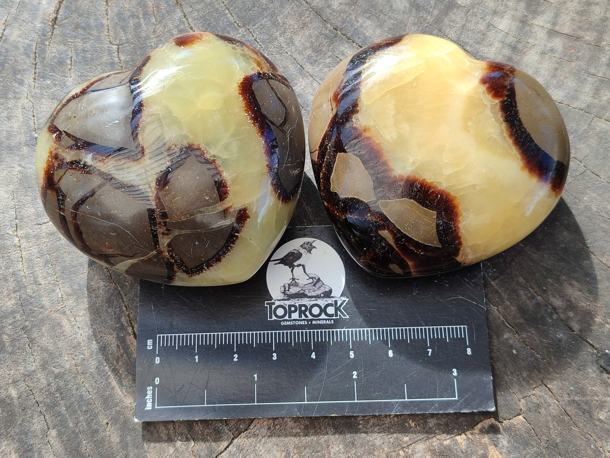 Polished Fossilized Septerye Hearts x 6 From Mahajanga, Madagascar - Toprock Gemstones and Minerals 