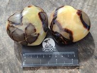 Polished Fossilized Septerye Hearts x 6 From Mahajanga, Madagascar
