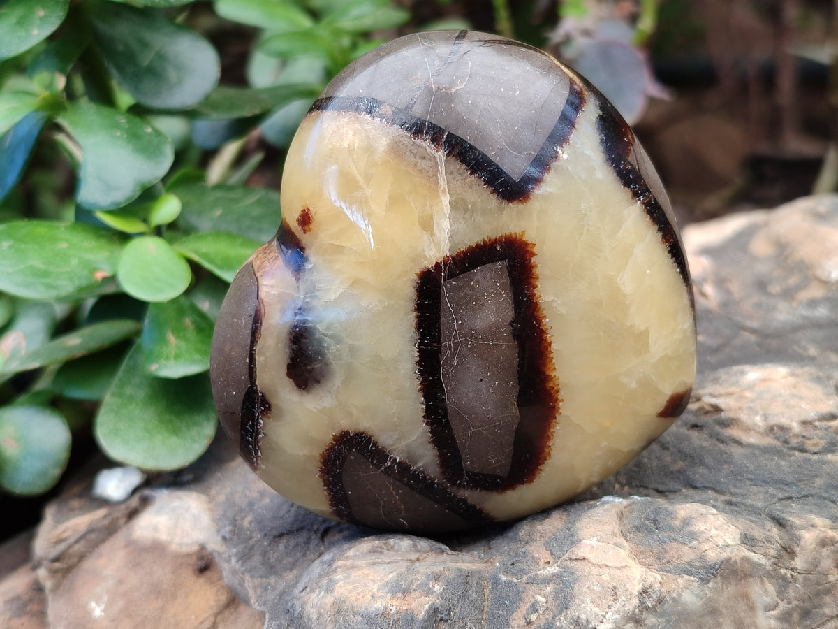 Polished Fossilized Septerye Hearts x 6 From Mahajanga, Madagascar - Toprock Gemstones and Minerals 