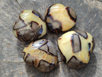 Polished Fossilized Septerye Hearts x 6 From Mahajanga, Madagascar