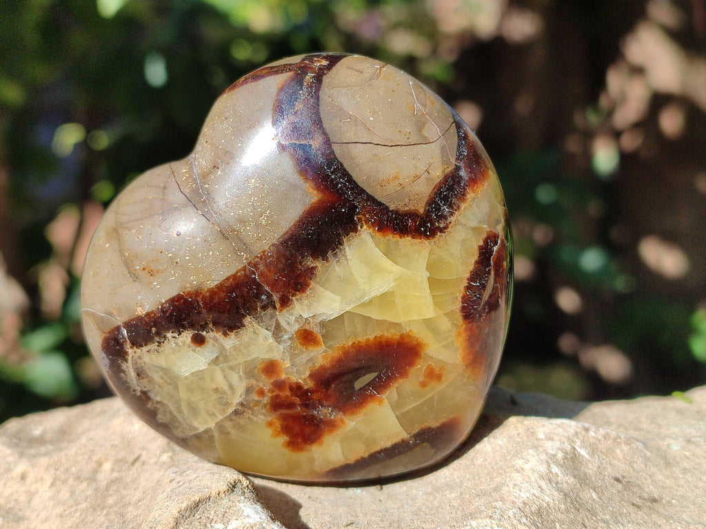Polished Fossilized Septerye Hearts x 6 From Mahajanga, Madagascar - Toprock Gemstones and Minerals 