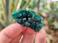 Natural Small Dioptase On Dolomite Specimens x 12 From Likasi, Congo