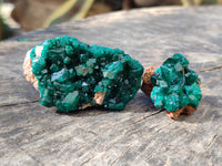 Natural Small Dioptase On Dolomite Specimens x 12 From Likasi, Congo