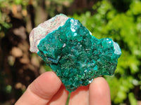 Natural Small Dioptase On Dolomite Specimens x 12 From Likasi, Congo