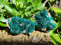 Natural Small Dioptase On Dolomite Specimens x 12 From Likasi, Congo