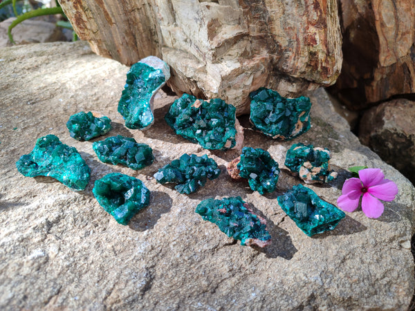 Natural Small Dioptase On Dolomite Specimens x 12 From Likasi, Congo