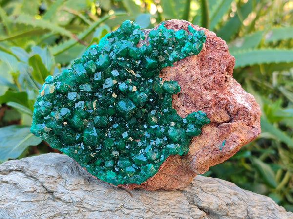 Natural Dioptase On Dolomite Specimen x 1 From Likasi, Congo