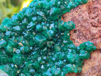 Natural Dioptase On Dolomite Specimen x 1 From Likasi, Congo