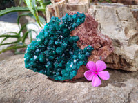 Natural Dioptase On Dolomite Specimen x 1 From Likasi, Congo