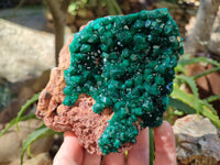 Natural Dioptase On Dolomite Specimen x 1 From Likasi, Congo