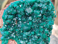 Natural Dioptase On Dolomite Specimen x 1 From Likasi, Congo