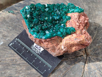 Natural Dioptase On Dolomite Specimen x 1 From Likasi, Congo