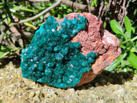 Natural Dioptase On Dolomite Specimen x 1 From Likasi, Congo