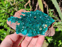 Natural Dioptase On Dolomite Specimen x 1 From Likasi, Congo