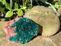 Natural Dioptase On Dolomite Specimen x 1 From Likasi, Congo