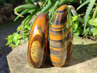 Polished Tigers Eye Standing Free Forms x 2 From Prieska, South Africa