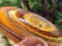 Polished Tigers Eye Standing Free Forms x 2 From Prieska, South Africa