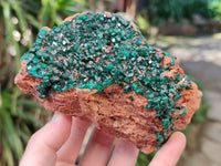 Natural Dioptase On Dolomite Specimen x 1 From Likasi, Congo