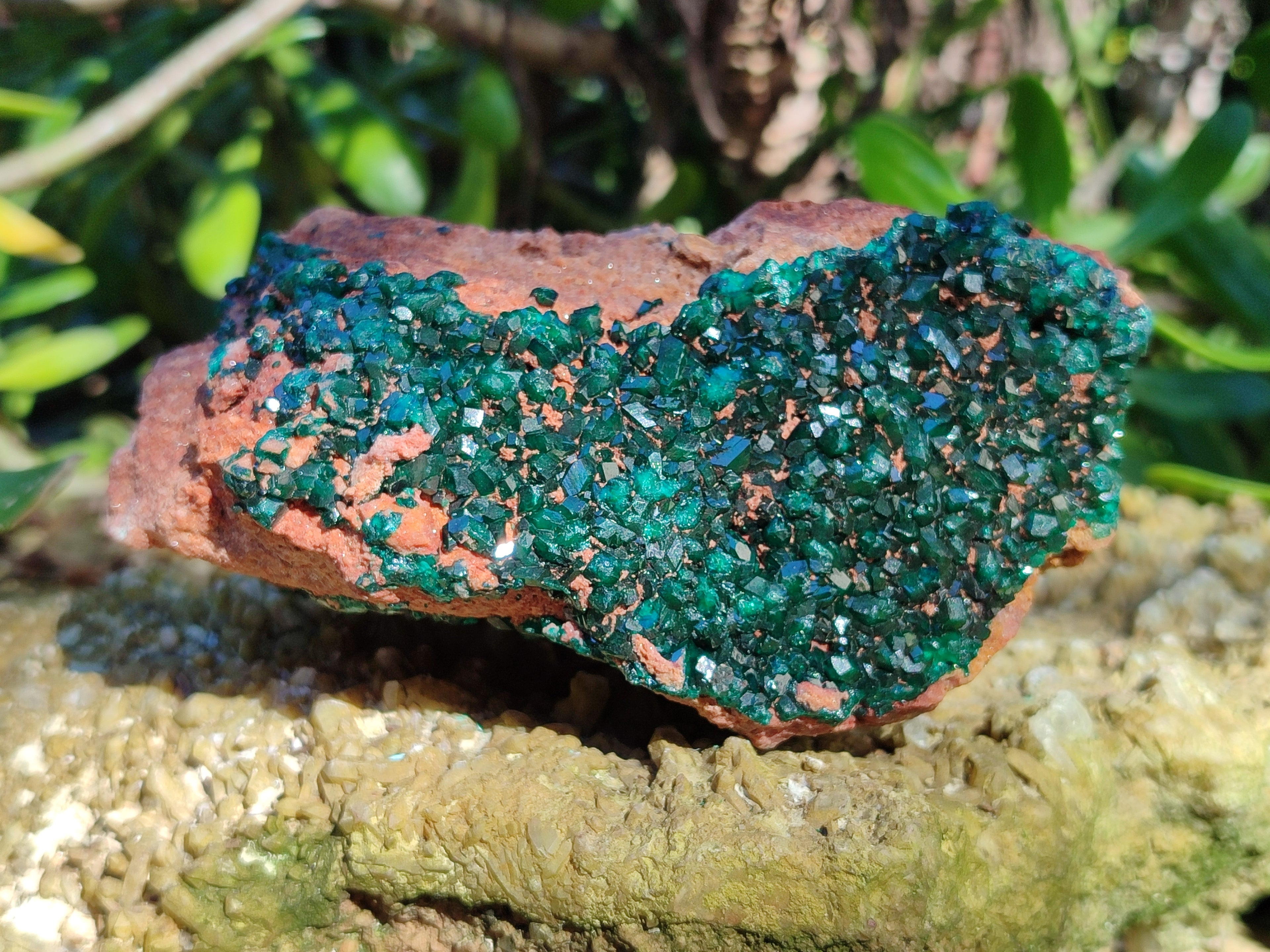 Natural Dioptase On Dolomite Specimen x 1 From Likasi, Congo - Toprock Gemstones and Minerals 