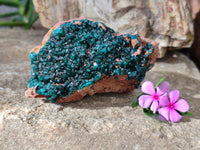 Natural Dioptase On Dolomite Specimen x 1 From Likasi, Congo