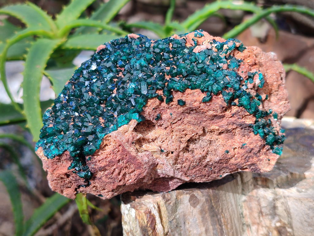 Natural Dioptase On Dolomite Specimen x 1 From Likasi, Congo - Toprock Gemstones and Minerals 