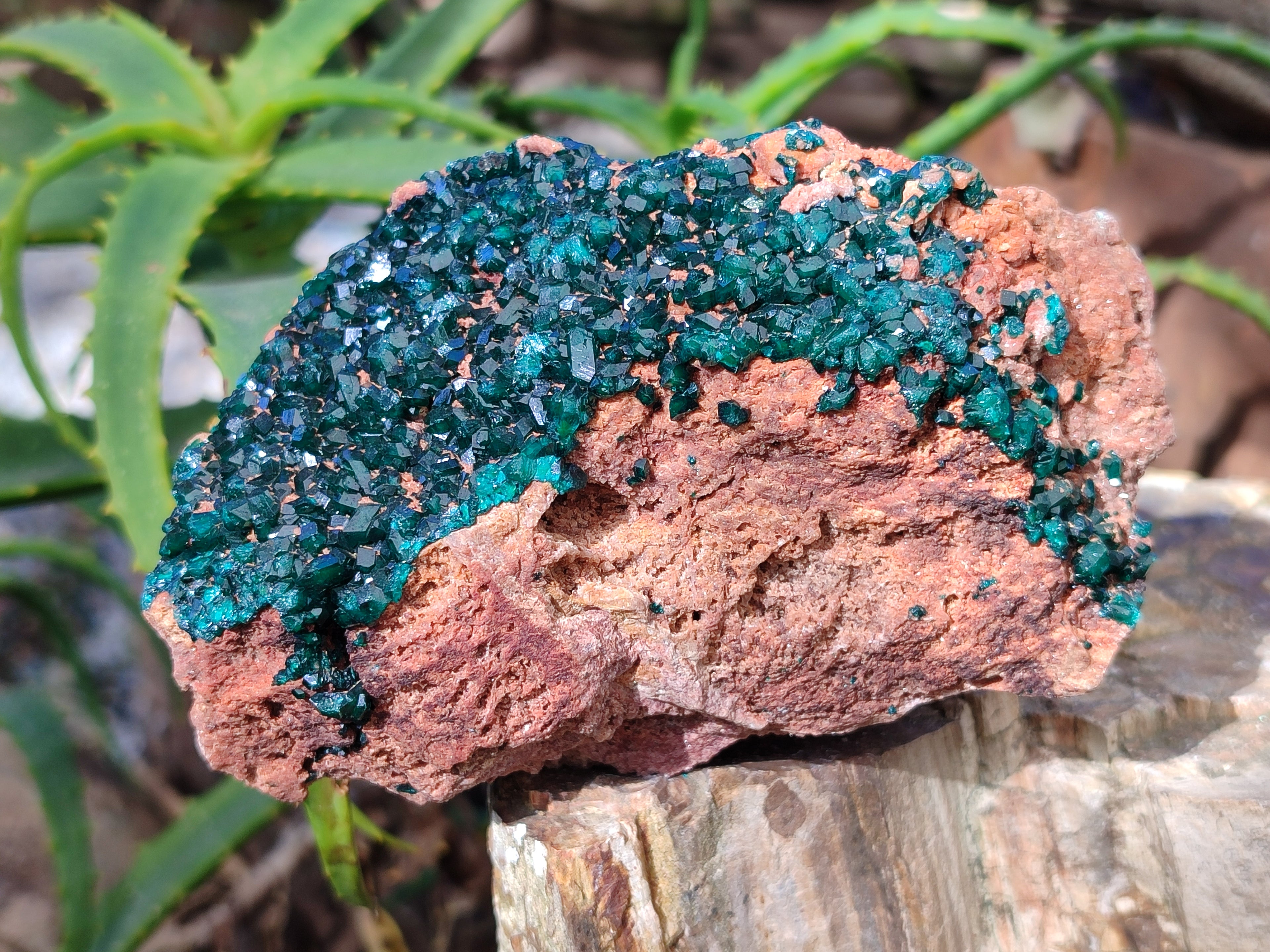 Natural Dioptase On Dolomite Specimen x 1 From Likasi, Congo - Toprock Gemstones and Minerals 