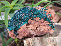Natural Dioptase On Dolomite Specimen x 1 From Likasi, Congo