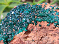 Natural Dioptase On Dolomite Specimen x 1 From Likasi, Congo