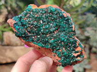 Natural Dioptase On Dolomite Specimen x 1 From Likasi, Congo