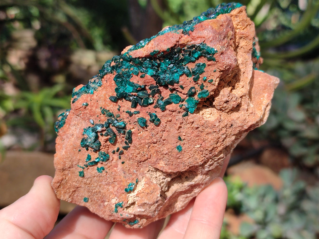Natural Dioptase On Dolomite Specimen x 1 From Likasi, Congo - Toprock Gemstones and Minerals 