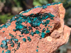 Natural Dioptase On Dolomite Specimen x 1 From Likasi, Congo - Toprock Gemstones and Minerals 