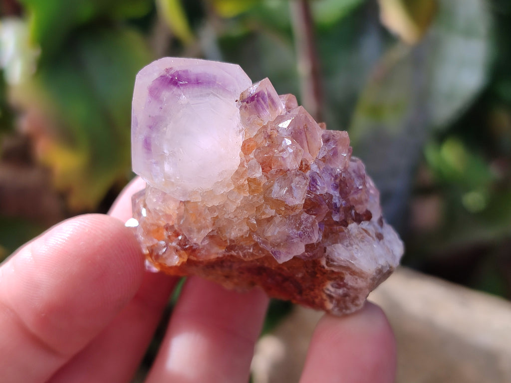 Natural Cactus Flower and Sunburst Amethyst Spirit Quartz Clusters x 26 From South Africa - Toprock Gemstones and Minerals 