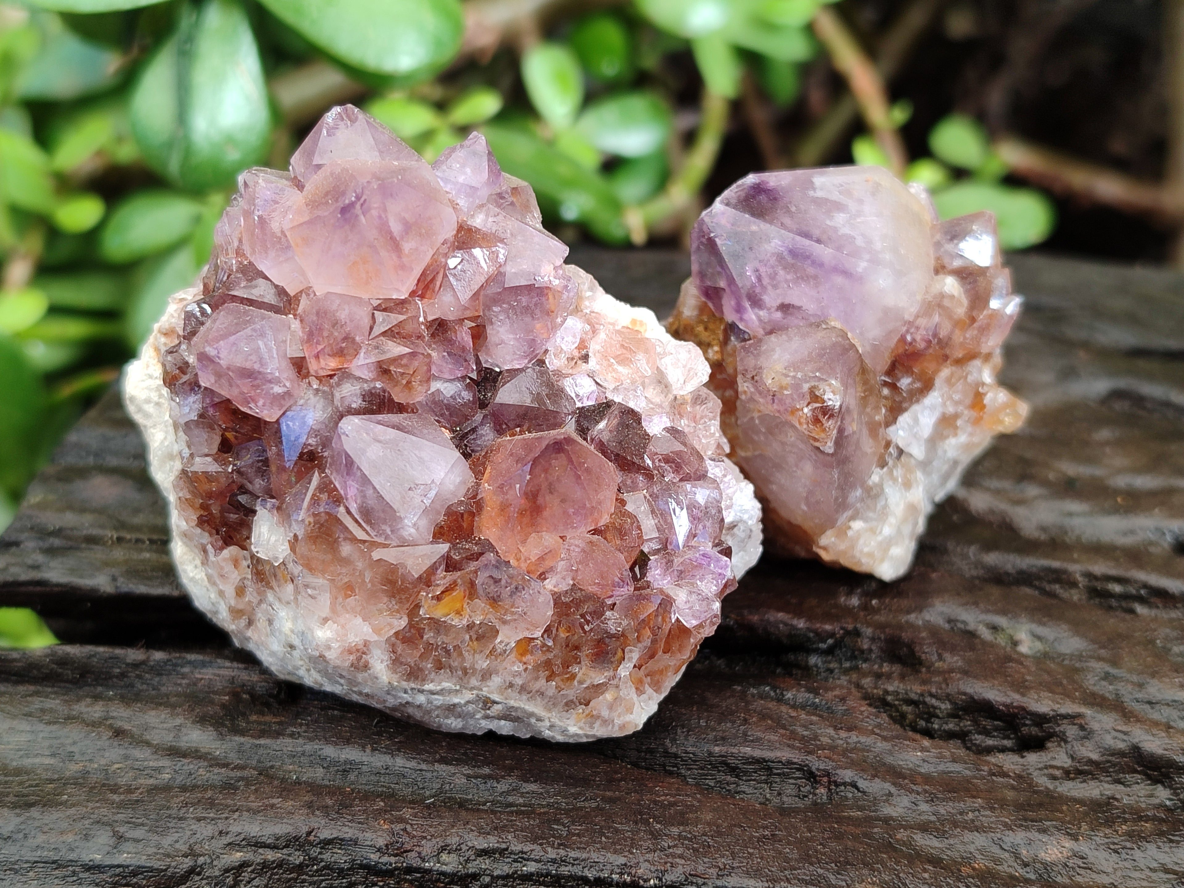 Natural Cactus Flower and Sunburst Amethyst Spirit Quartz Clusters x 26 From South Africa - Toprock Gemstones and Minerals 
