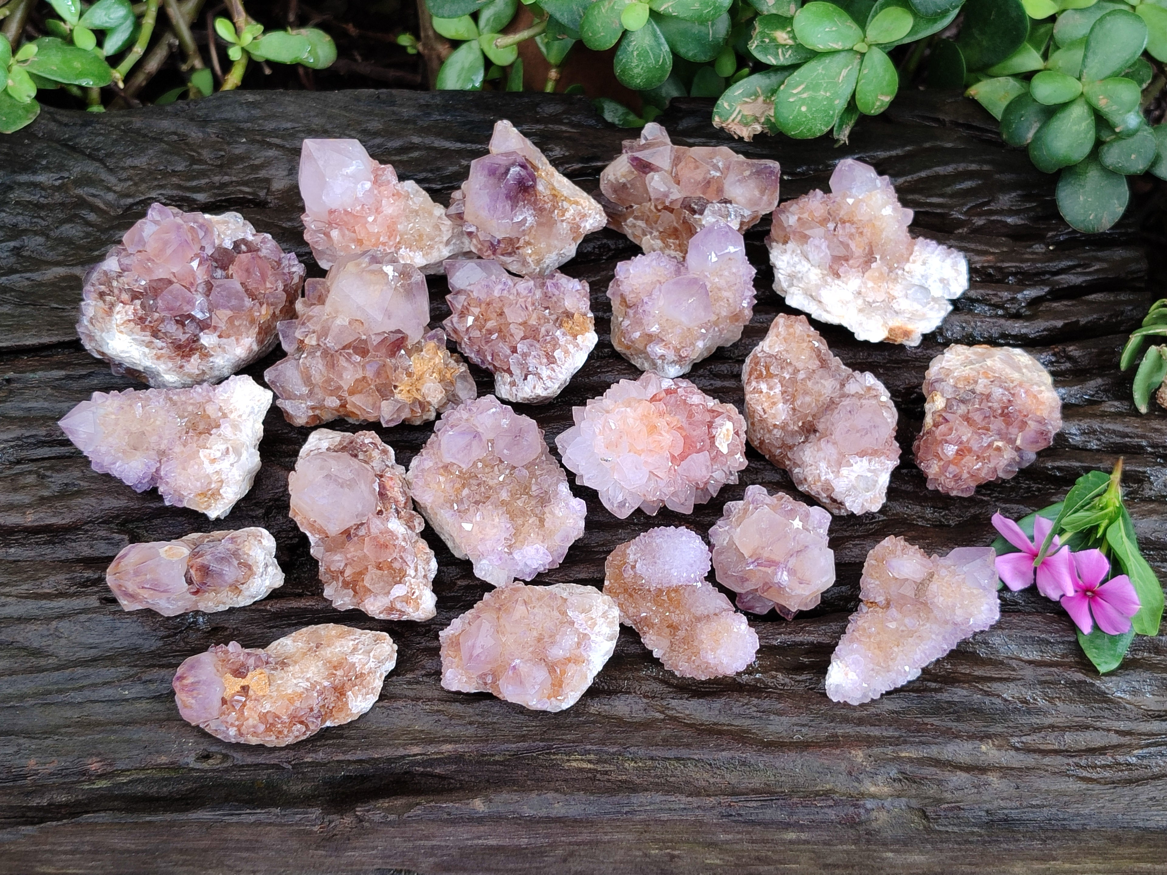 Natural Cactus Flower and Sunburst Amethyst Spirit Quartz Clusters x 26 From South Africa - Toprock Gemstones and Minerals 