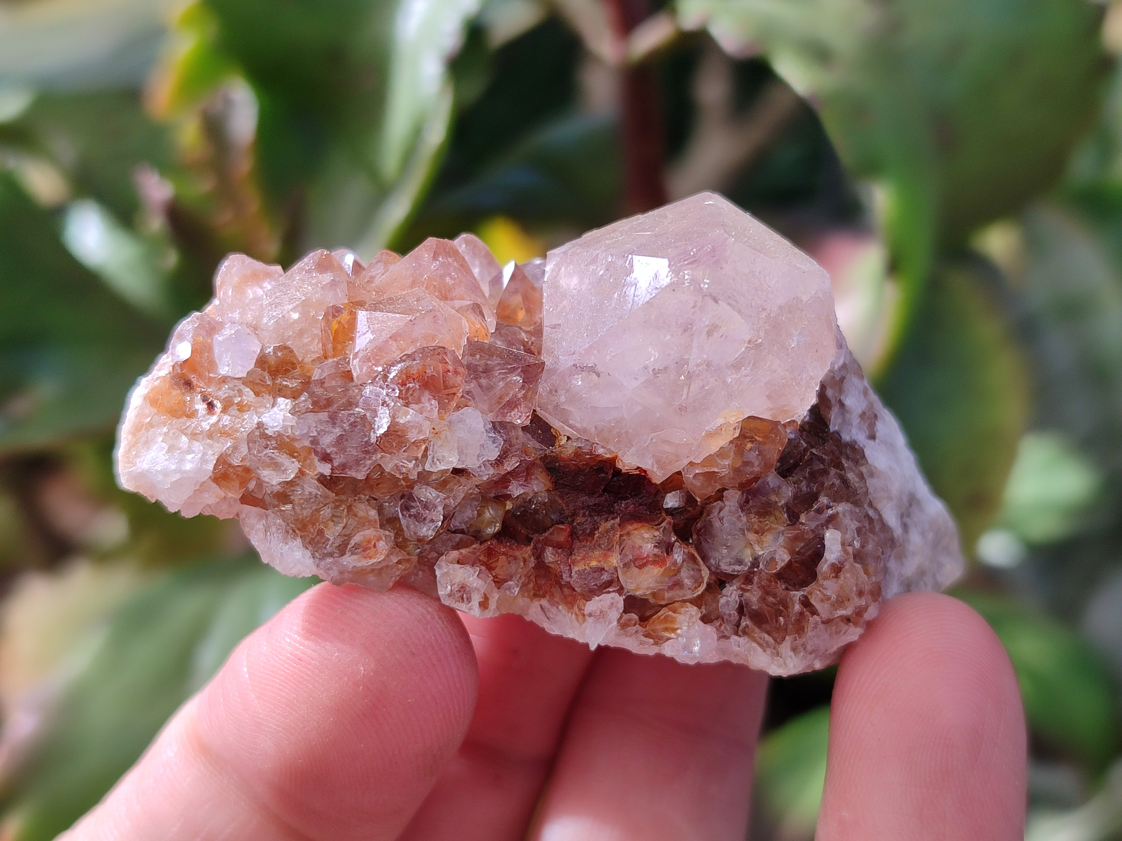 Natural Cactus Flower and Sunburst Amethyst Spirit Quartz Clusters x 26 From South Africa - Toprock Gemstones and Minerals 