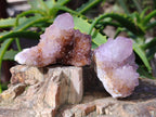 Natural Cactus Flower and Sunburst Amethyst Spirit Quartz Clusters x 26 From South Africa - Toprock Gemstones and Minerals 
