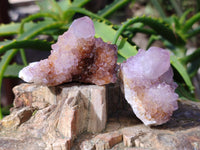Natural Cactus Flower and Sunburst Amethyst Spirit Quartz Clusters x 26 From South Africa
