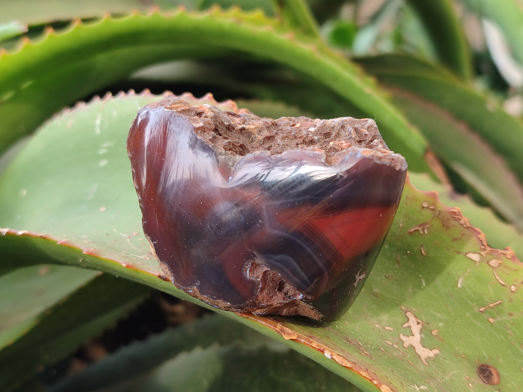 Polished On One Side Red Sashe River Agate Nodules x 24 From Zimbabwe - Toprock Gemstones and Minerals 