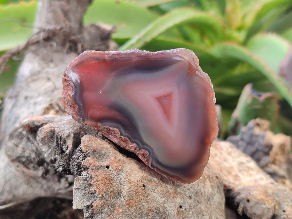 Polished On One Side Red Sashe River Agate Nodules x 24 From Zimbabwe - Toprock Gemstones and Minerals 