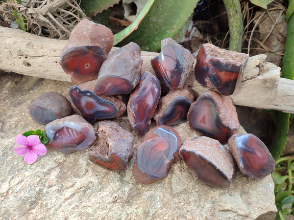 Polished On One Side Red Sashe River Agate Nodules x 24 From Zimbabwe