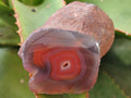 Polished On One Side Red Sashe River Agate Nodules x 24 From Zimbabwe - Toprock Gemstones and Minerals 