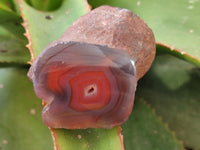 Polished On One Side Red Sashe River Agate Nodules x 24 From Zimbabwe - Toprock Gemstones and Minerals 