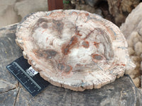 Polished Large Petrified Wood Slices x 1 From Gokwe, Zimbabwe